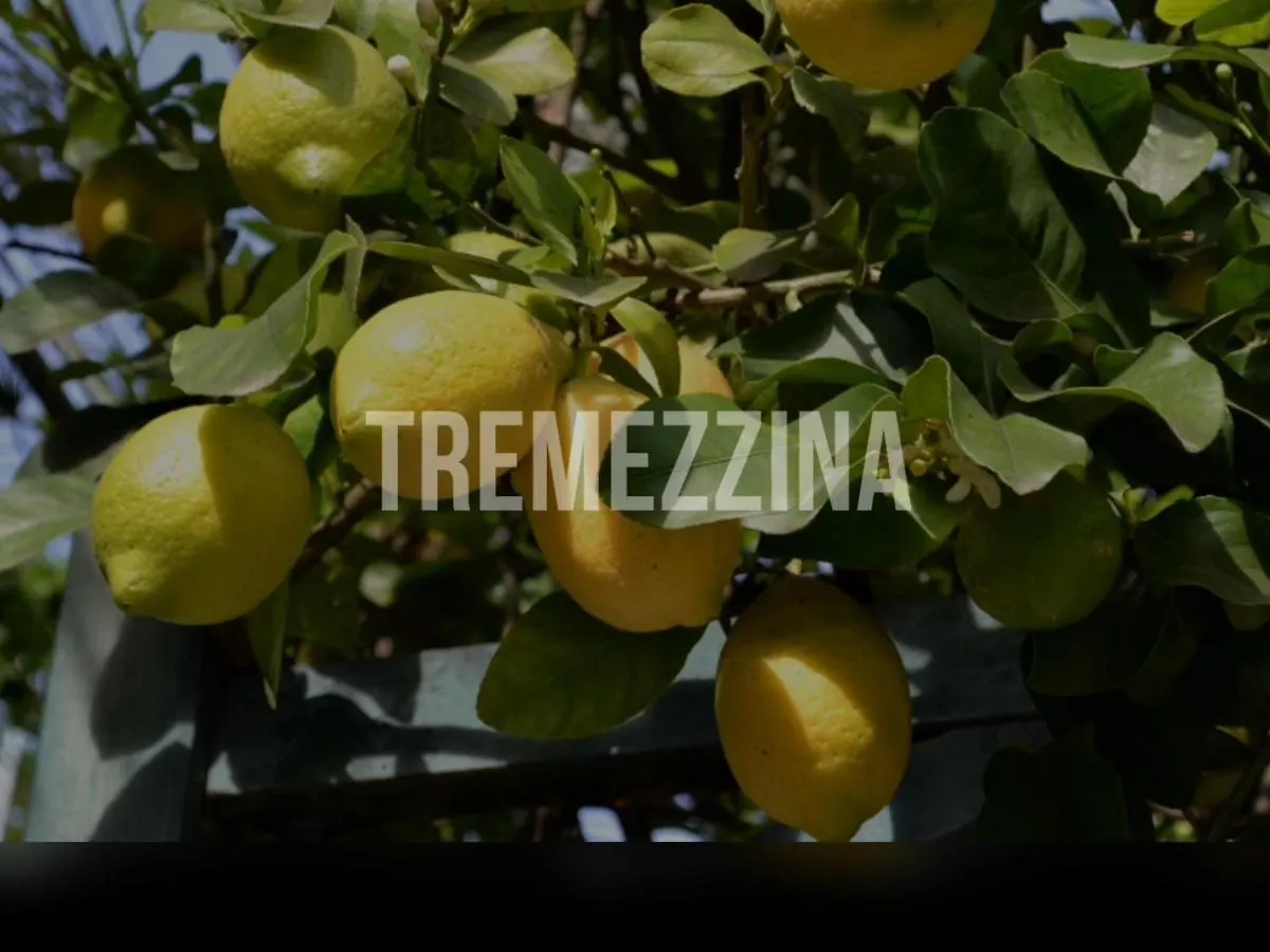 Il Nido Nella Quiete Apartment Tremezzo Italy